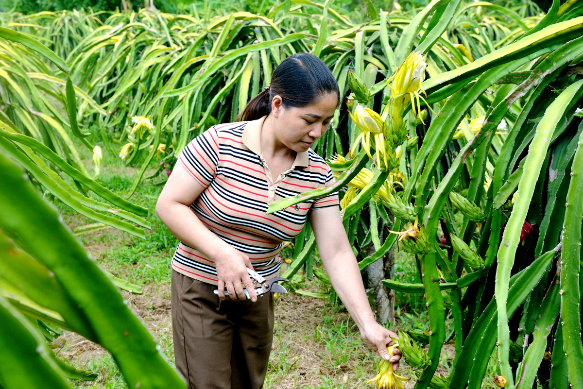 Gia đình chị Nguyễn Thị Tỵ, thôn Yên Thượng, xã Vĩ Thượng (Quang Bình) quyết tâm thoát nghèo với mô hình cải tạo vườn tạp, trồng Thanh long ruột đỏ.