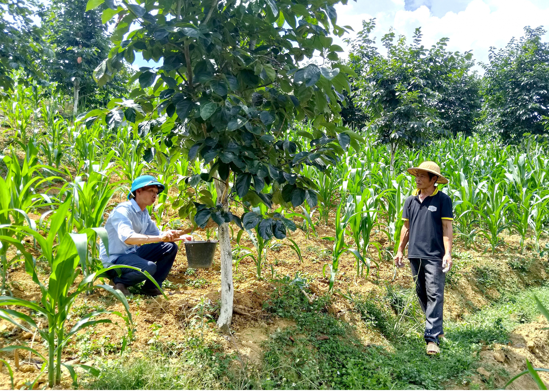 Cán bộ khuyến nông xã Nghĩa Thuận hướng dẫn người dân chăm sóc cây Hồng không hạt.