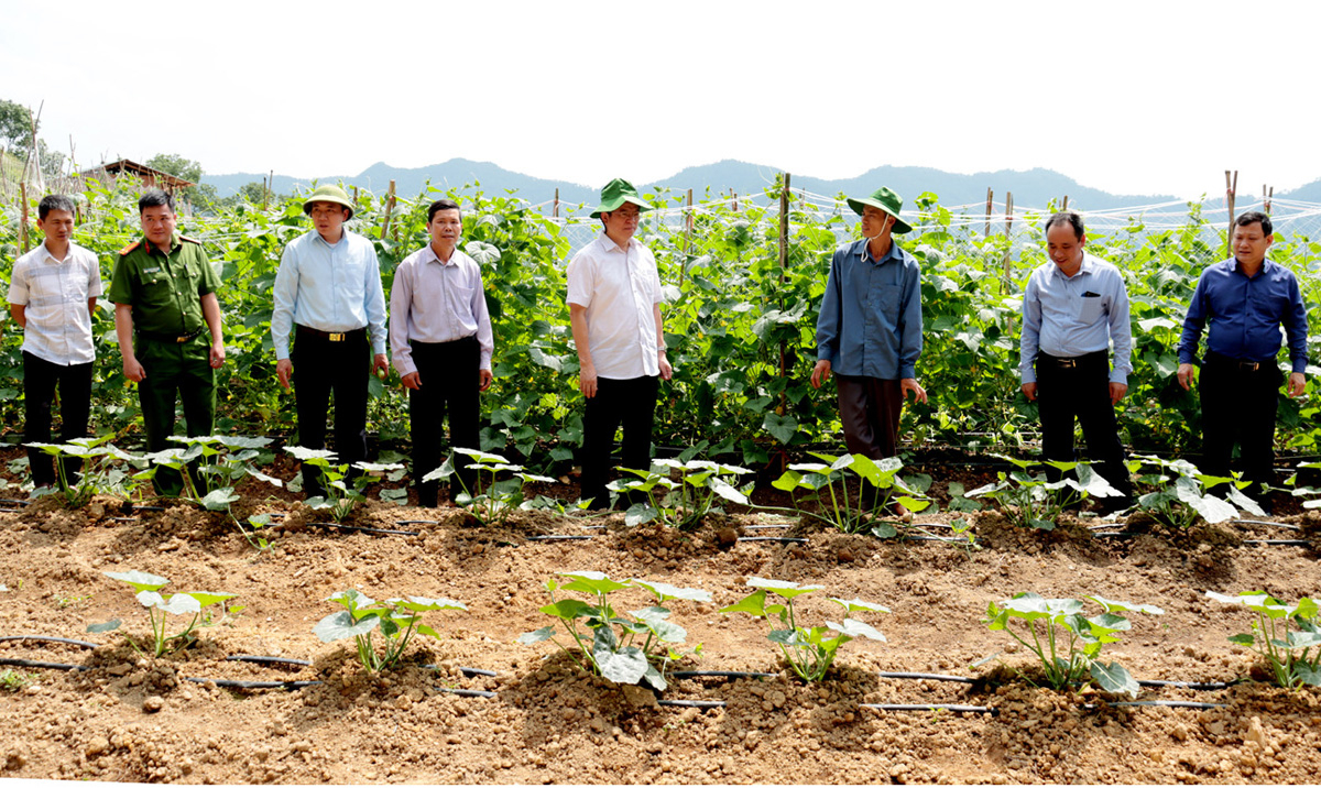  Ông Phan Văn Chím (thứ 3 từ phải sang) giới thiệu mô hình trồng rau an toàn với đoàn công tác Ban Dân vận Tỉnh ủy.