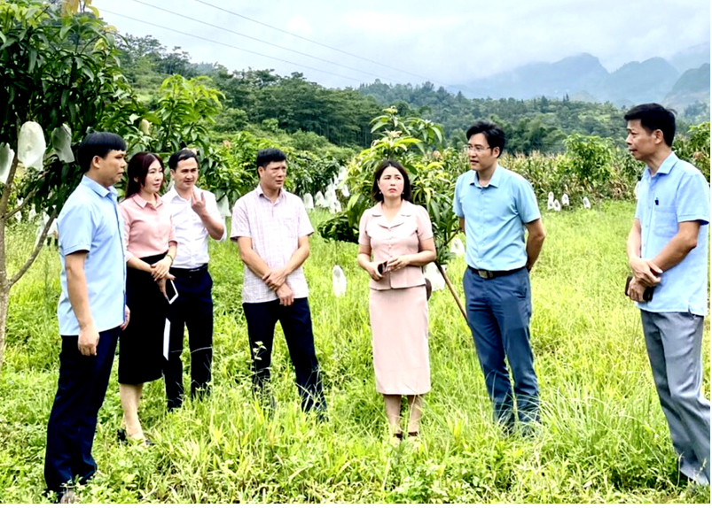 Lãnh đạo Sở Khoa học và Công nghệ kiểm tra thực tế hiệu quả Đề tài thử nghiệm 2 giống xoài mới tại Yên Minh.