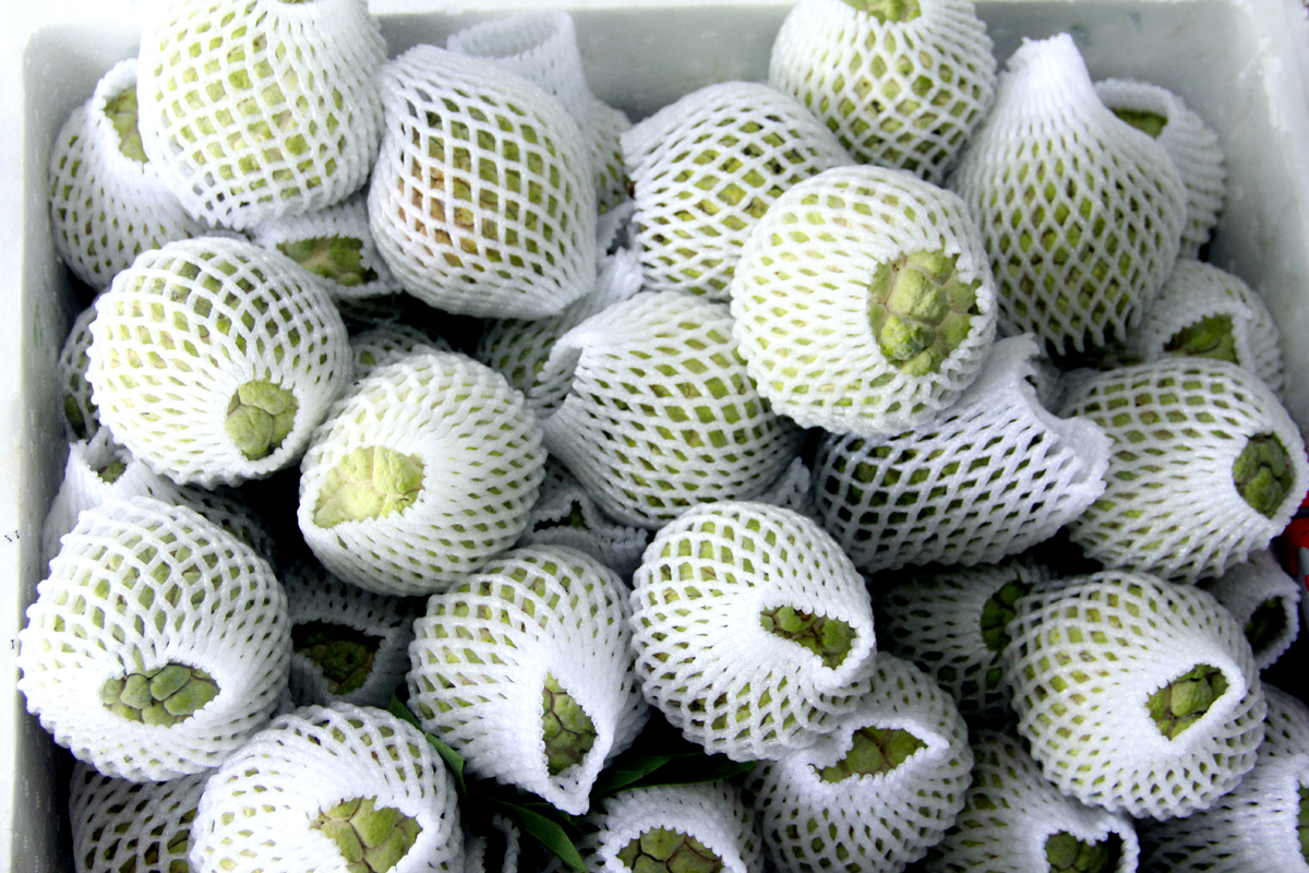 The biggest and highest-quality custard apples are sold for 80,000 - 90,000 VND per kilogramme.