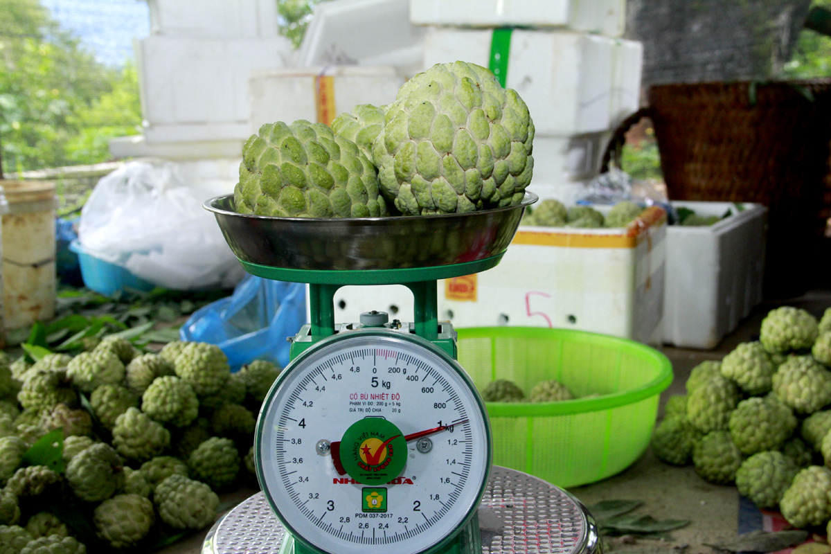 The big, well-formed, high-quality custard apples are sold at stable prices.