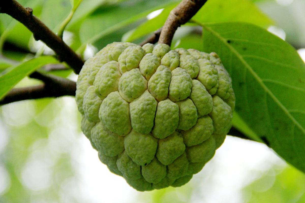 The big, well-formed, high-quality custard apples are sold at stable prices.