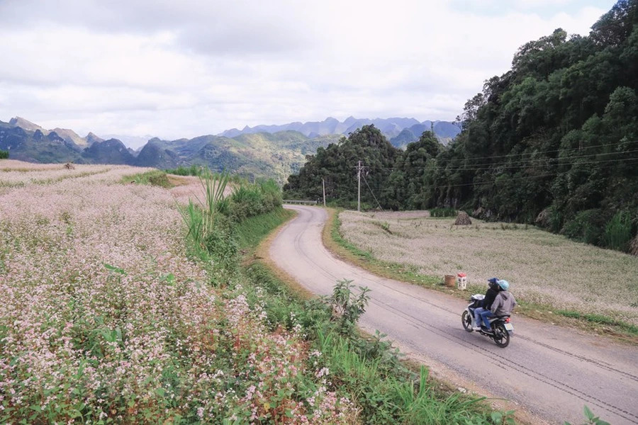 Year-end is the time when buckwheat flower fields burst into full bloom, embellishing the beauty of the northern mountainous province of Ha Giang.