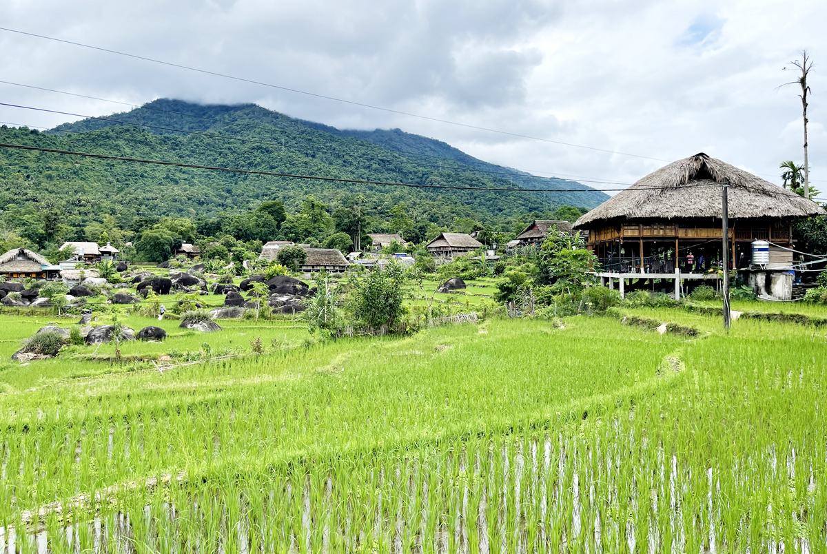 The Summer-Autumn rice crop area in Phuong Do commune (Ha Giang city) grows and develops well.