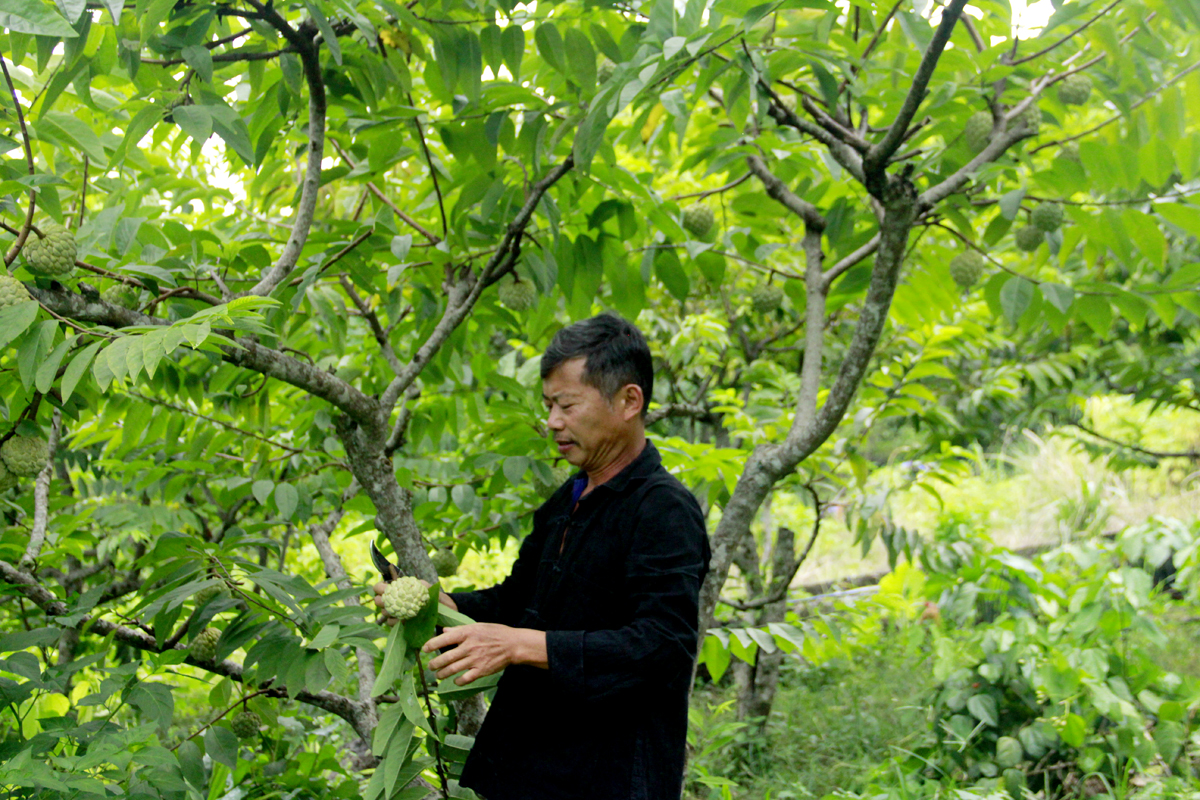 The entire Quang Trung Ward has 35 hectares of custard apples, concentrated in residential areas No.6, 7, 8, and 9, with 30 hectares yielding fruits. Custard apples have become a crop of high economic value for residents.