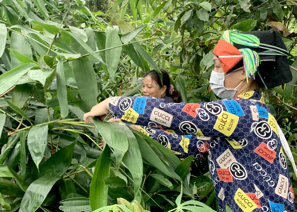 Lá giang mang lại nguồn thu ổn định cho người dân các xã Thượng Sơn, Quảng Ngần, Việt Lâm…, huyện Vị Xuyên. (Trong ảnh: Người dân xã Quảng Ngần thu hái lá giang).
