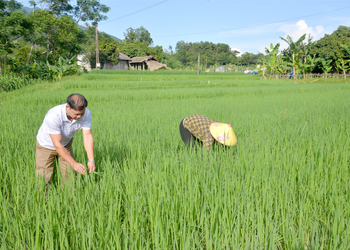 Bà con nông dân xã Tân Bắc (Quang Bình) chủ động chăm sóc và kiểm tra sâu bệnh hại cây lúa.
