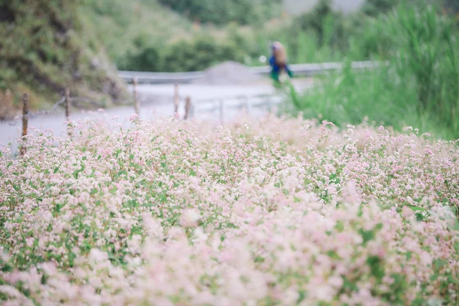 Buckwheat flower fields often burst into full bloom from October to the end of winter.