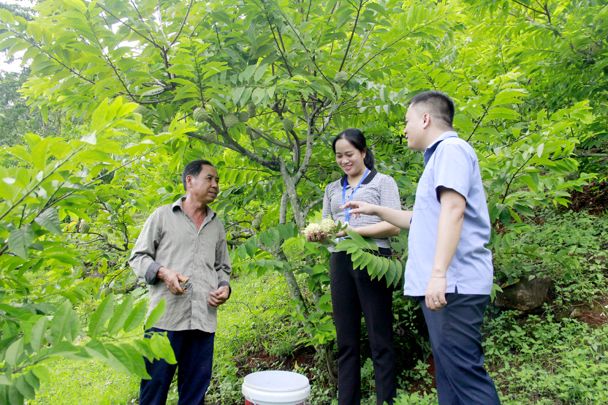 The Custard Apple Growers Association of Quang Trung Ward was established in 2017 and now has 62 members. The association’s members are united and sharing experiences in planting and caring for custard apples, helping growers increase their income.