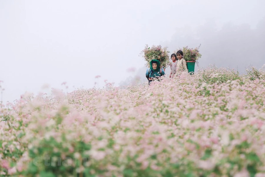 Although buckwheat flowers are smaill, they have strong vitality. In the arid rocky areas, they still thrive and gloriously bloom.