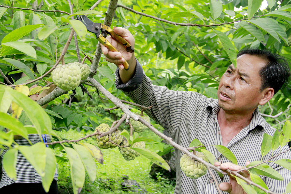 The custard apples that are cared for and pruned help extend the harvest season and produce big, high-quality fruits.