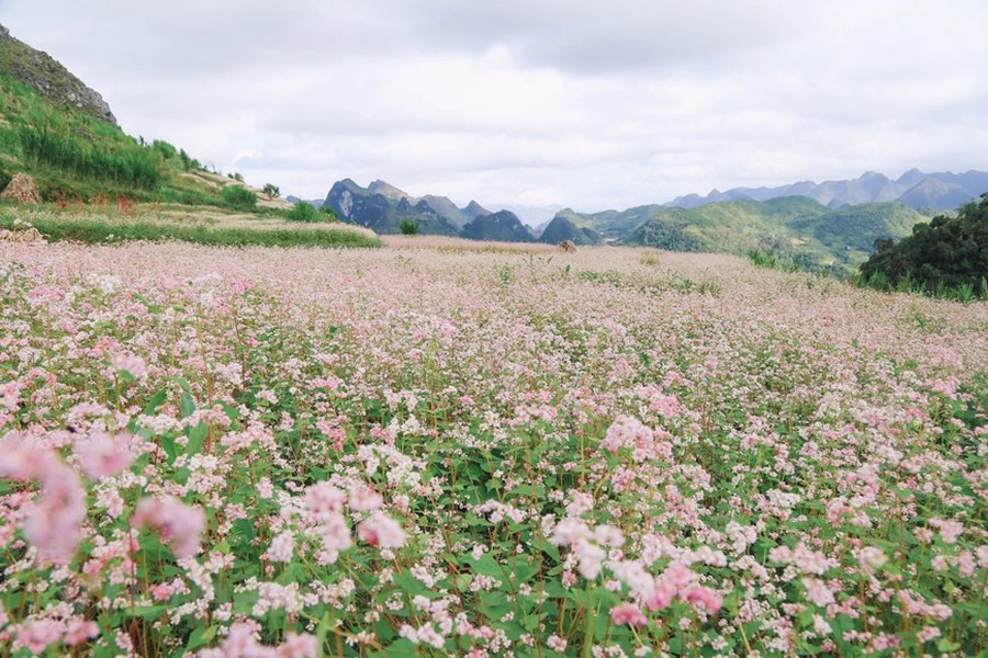 Any visitors will be blown away by the romantic beauty of buckwheat flower fields.