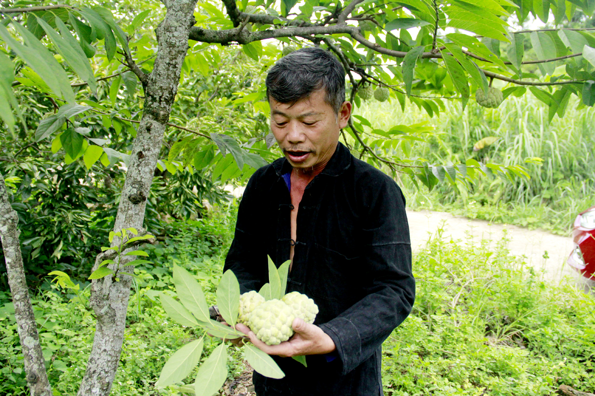 This years custard apple crop, with over 1,000 trees for a prolonged harvest, has provided Mac Duc Quy’s family with an income of over 300 million VND.