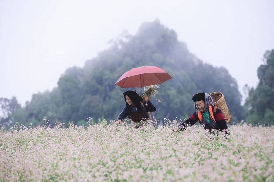 Endless buckwheat flower fields create a poetic scene in Ha Giang province.