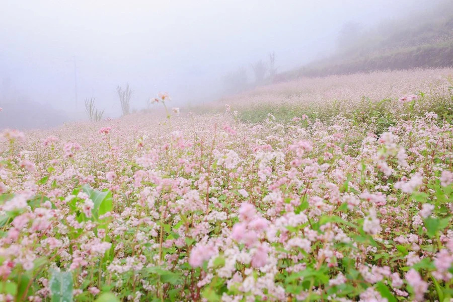 The flowers change color every week. They begin by being white, then change to purplish pink before becoming dark red.