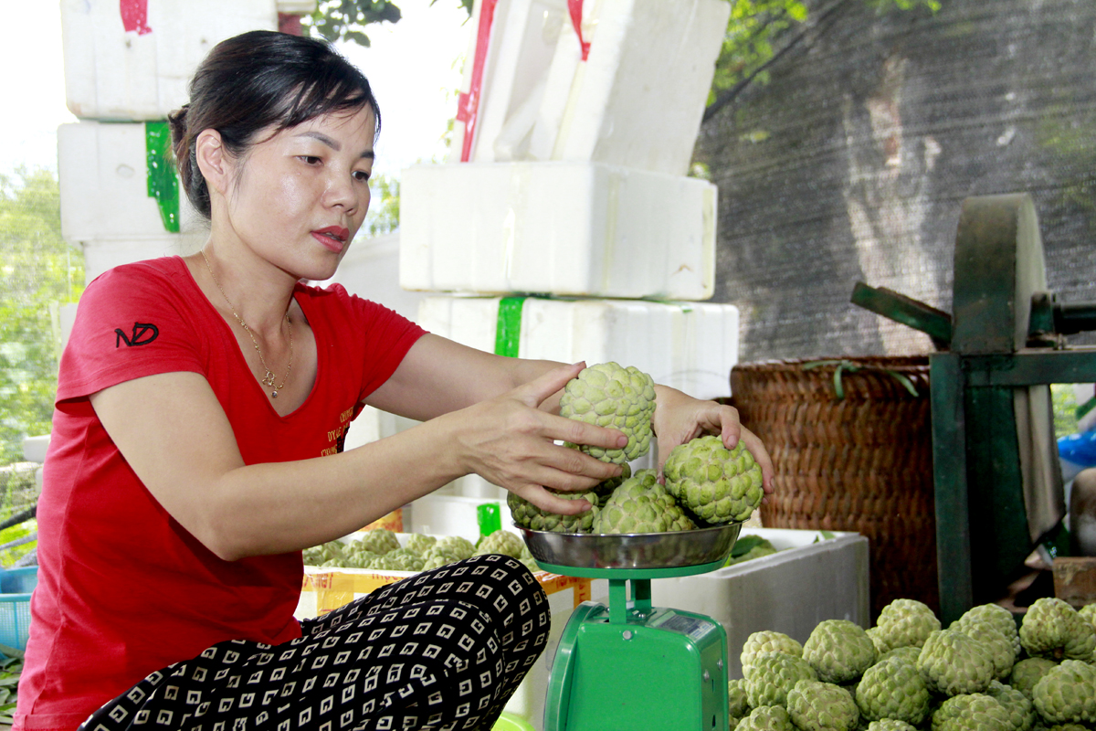 The residents sort the custard apples before selling. The big and evenly-sized fruits are sold for 90,000 - 100,000 VND per kilogramme. Smaller fruits are sold at gradually decreasing prices.