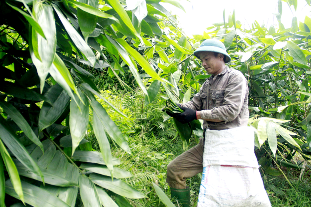 Anh Thèn Văn Chức, thôn Cốc Héc, xã Trung Thành (Vị Xuyên) thu hoạch lá giang.