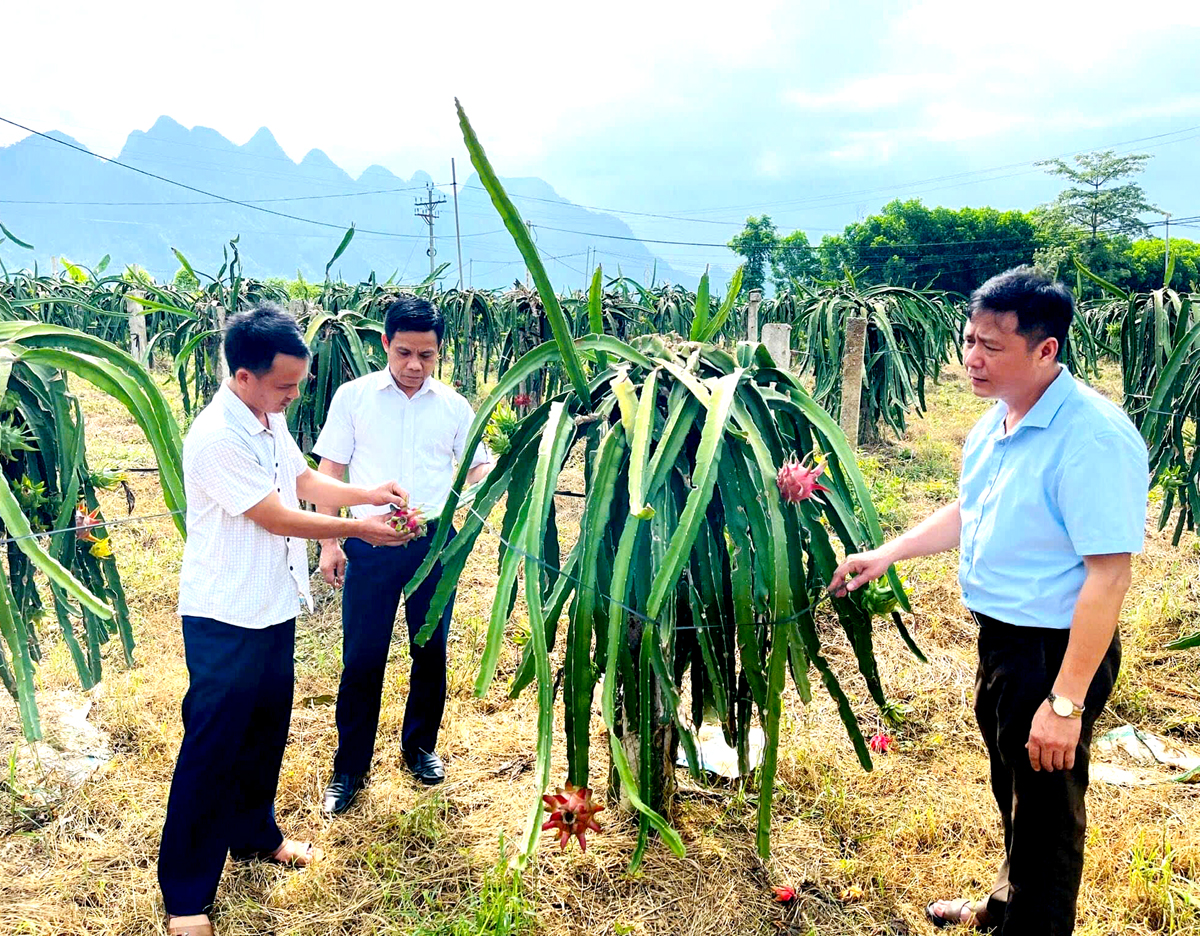 Người dân xã Phong Quang (Vị Xuyên) trồng Thanh long nâng cao tiêu chí thu nhập.