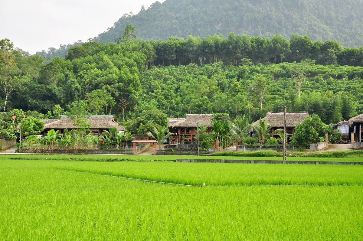 Cánh đồng ở thôn Tân Thành, xã Bằng Hành.
