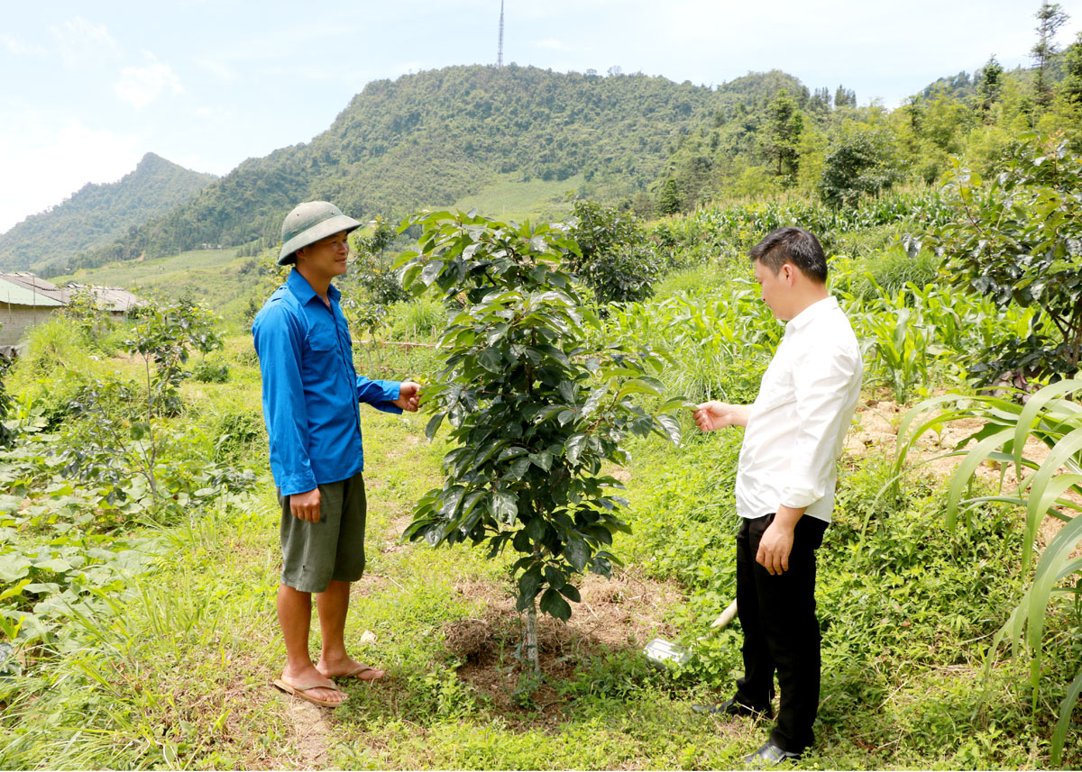 Mô hình cải tạo vườn tạp, trồng cây ăn quả của thanh niên Nguyễn Ngọc Thuyên, tổ 3, thị trấn Tam Sơn (Quản Bạ).