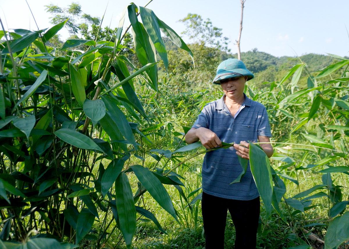  Ông Hoàng Xuân Bắc, thị trấn Yên Bình (Quang Bình) thu hoạch lá Giang.
