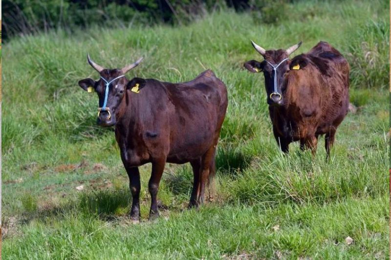 Bò Wagyu, một giống bò cao cấp đến từ Nhật Bản

