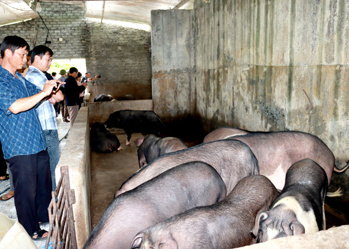 Tuan Dung Cooperative raises Lung Pu black pigs according to biosafety practices