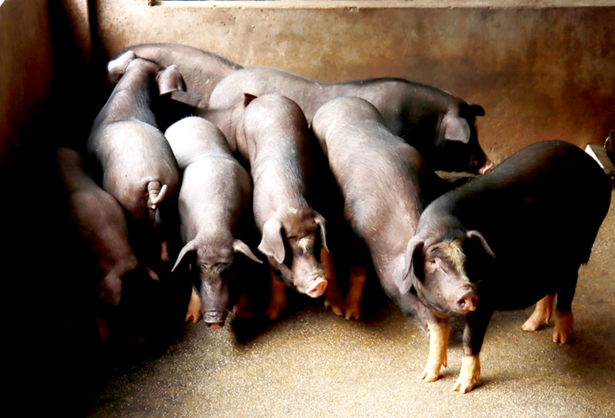 Lung Pu black pigs have rare genetic resources, giving fragrant and delicious meat, suitable for customer tastes.