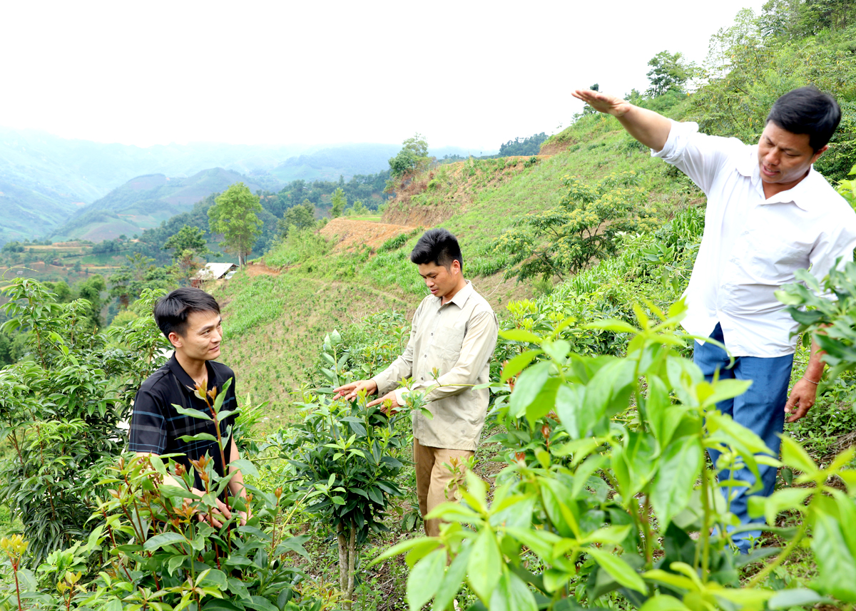 Cán bộ Phòng Nông nghiệp và xã Ngọc Long hướng dẫn bà con chăm sóc cây Hồi.