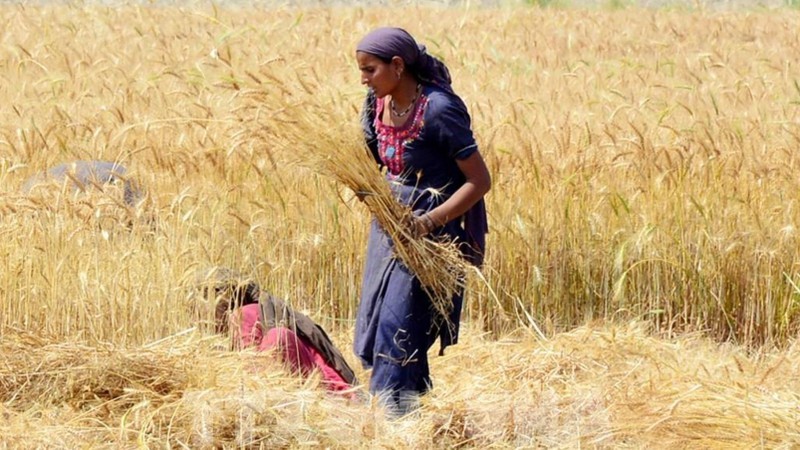 A farmer harvests wheat on the outskirts of southern Pakistans Hyderabad on April 1, 2024. 