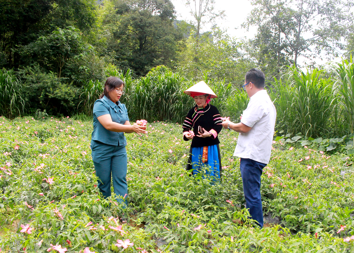 Người dân xã Phố Là (Đồng Văn) trồng sâm Bố chính vươn lên thoát nghèo.