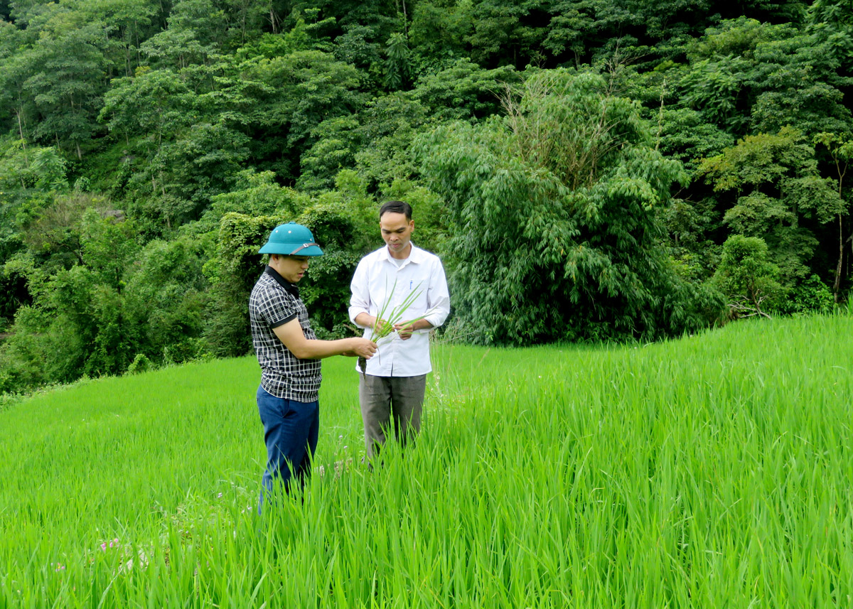 Lãnh đạo xã kiểm tra cánh đồng lúa Già Dui thôn Lùng Cháng.