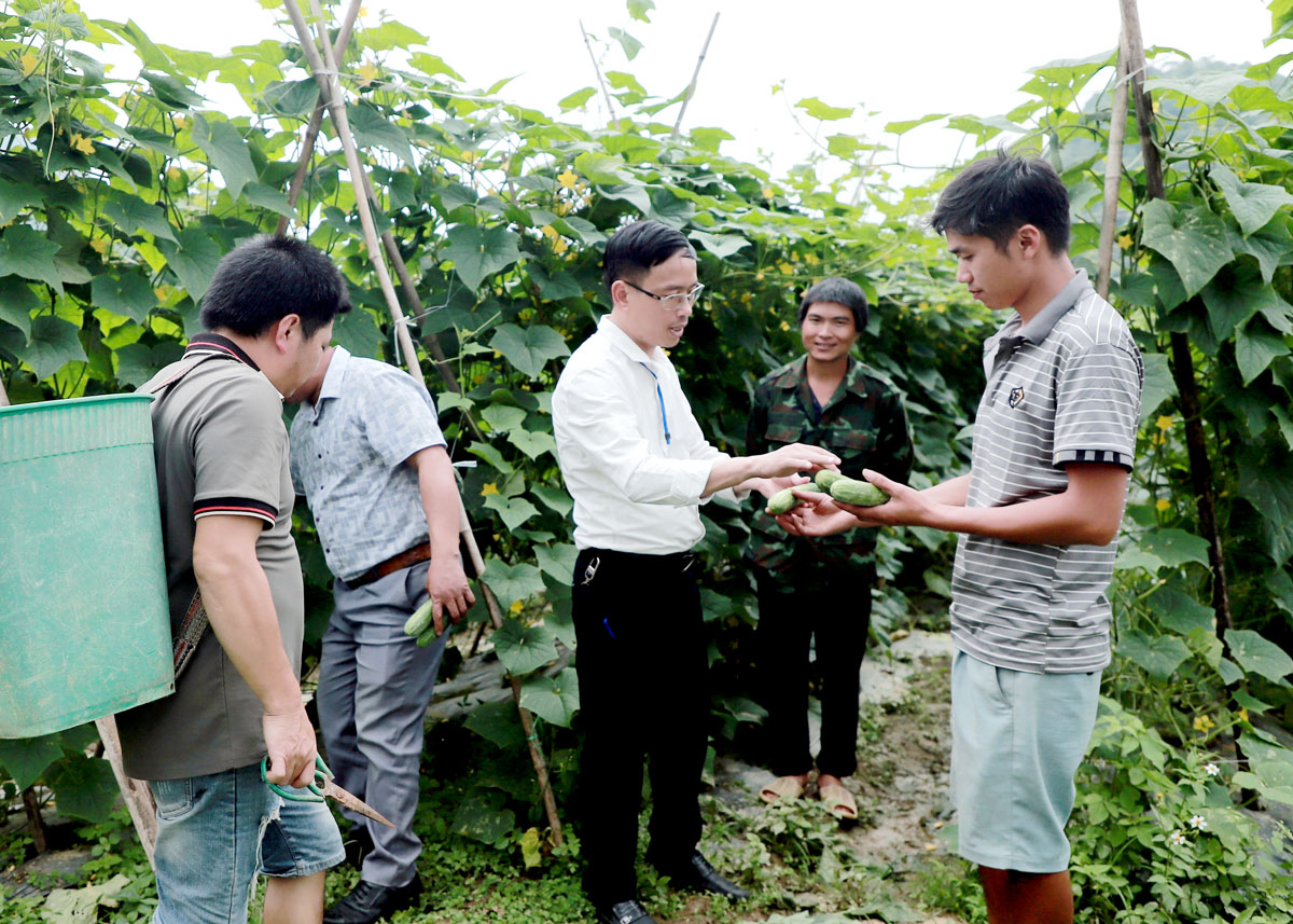 Chủ tịch UBND xã Tùng Vài Nguyễn Trọng Tùng (áo trắng) kiểm tra diện tích trồng Dưa chuột của người dân.