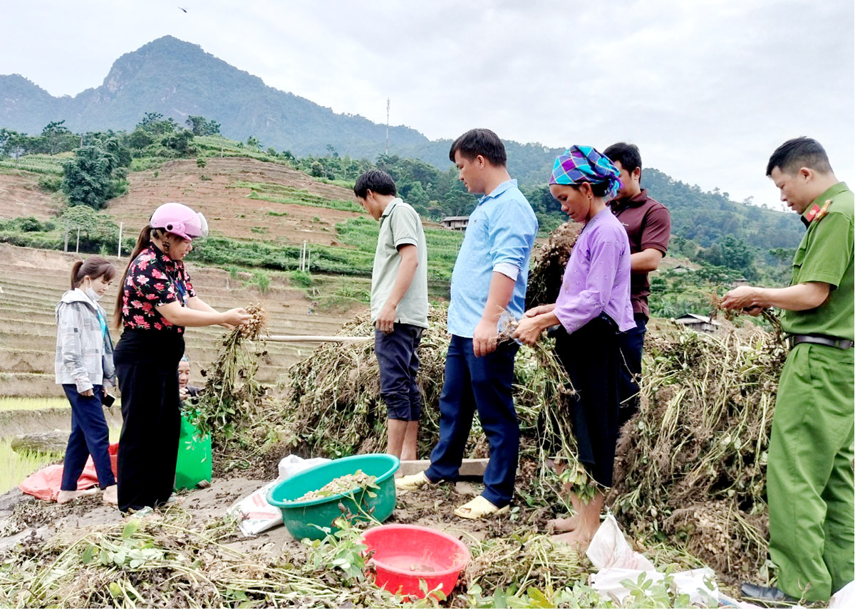 Tung Lam General Agricultural and Forestry Cooperative guides people in harvesting peanuts.