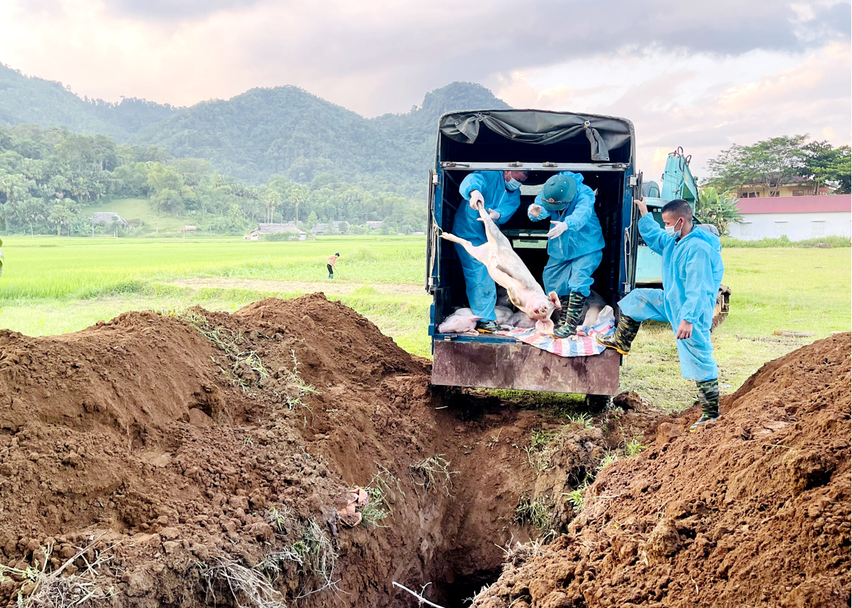 Lực lượng chức năng tiến hành tiêu hủy lợn bị chết do DTLCP tại thôn Phai, xã Bạch Ngọc (Vị Xuyên).