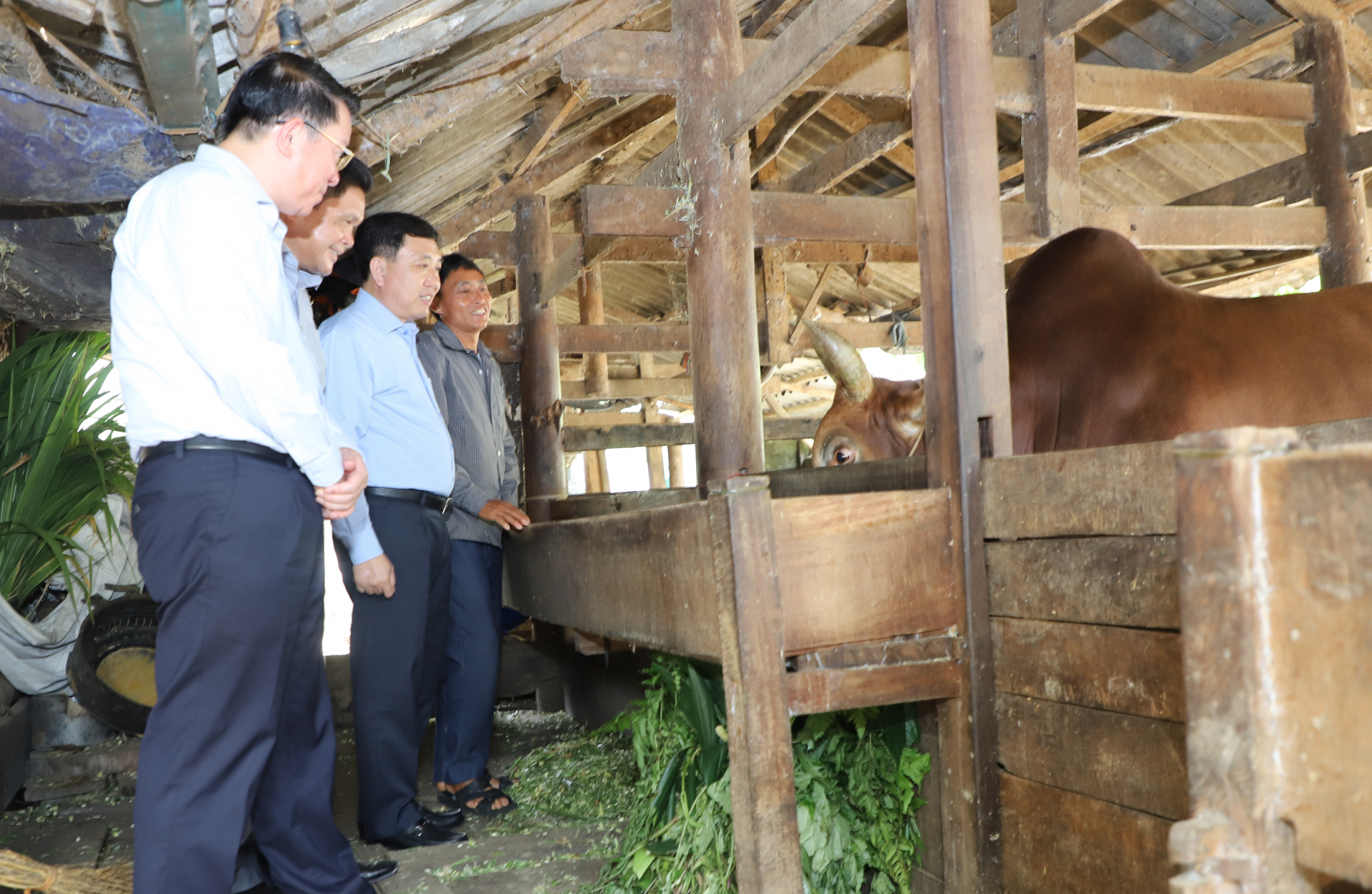 Quyền Bí thư Tỉnh ủy Nguyễn Mạnh Dũng thăm mô hình vỗ béo bò hiệu quả ở thôn Sảng Pả 1