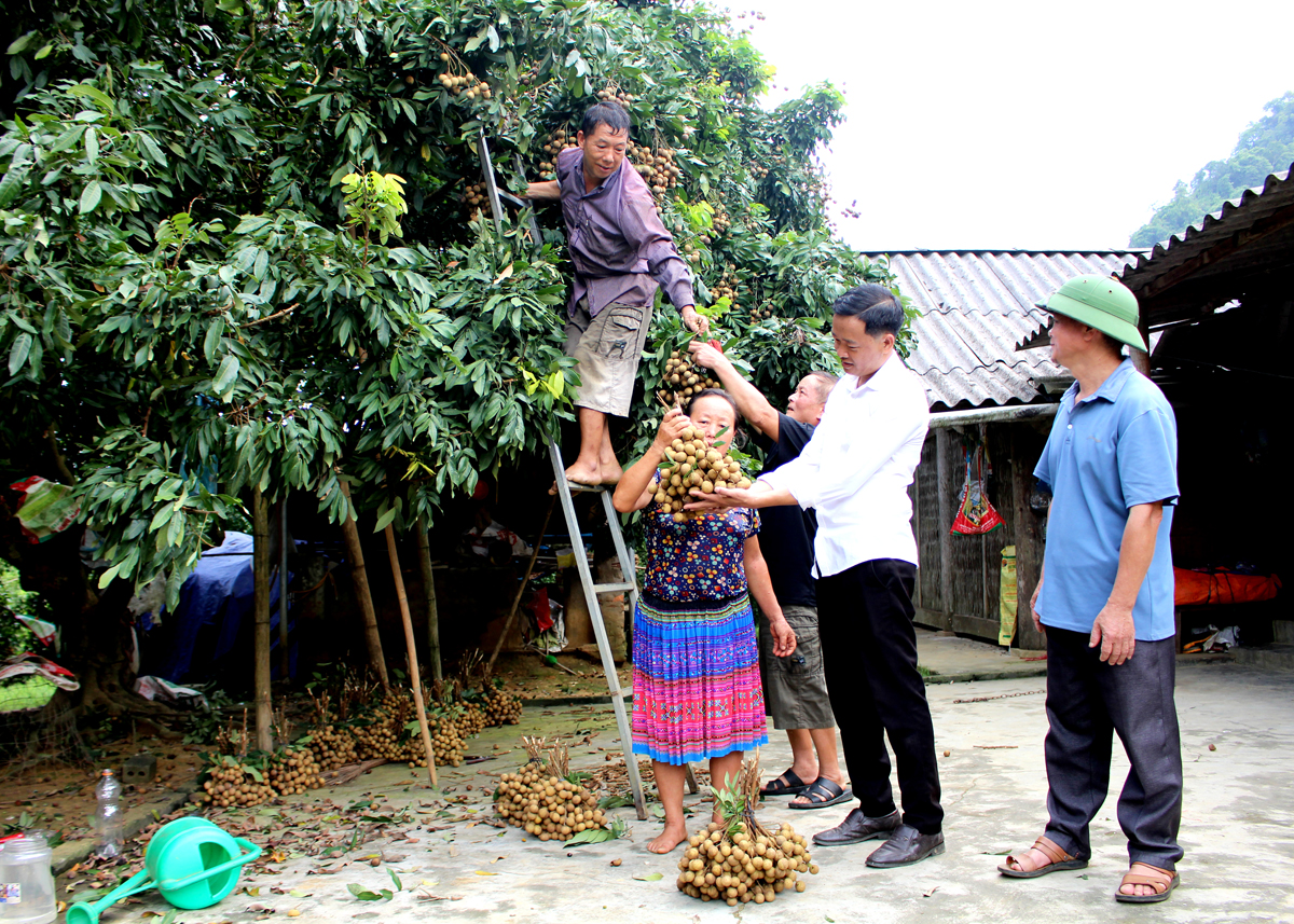 Mô hình phát triển kinh tế mang lại thu nhập trên 500 triệu đồng của gia đình ông Vàng Văn Páo, thôn Vĩnh Sơn, xã Vĩnh Phúc (Bắc Quang).
