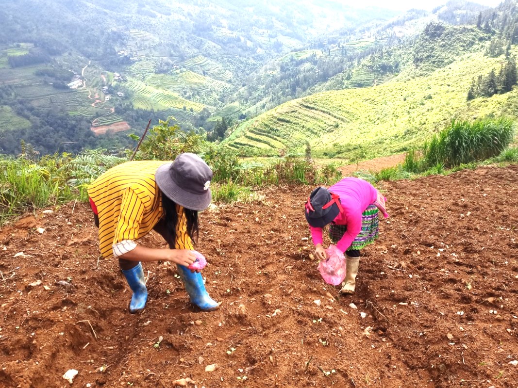 Bà con nhân dân xã Xín Mần tiến hành gieo trồng củ cải vụ Đông