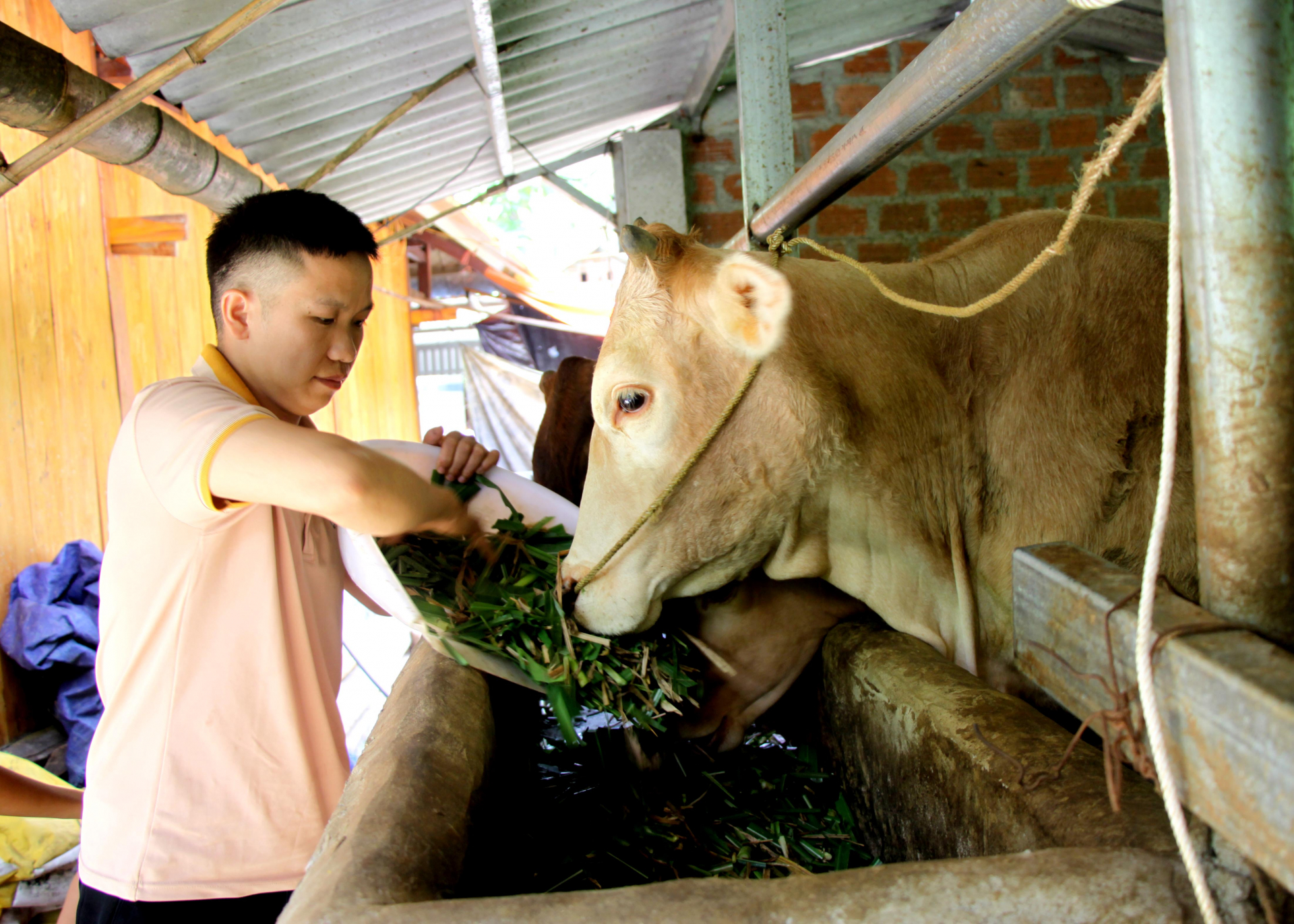 Anh Sùng Mí Chơ, thôn Đầu Cầu II, xã Cán Tỷ chăm sóc đàn bò.