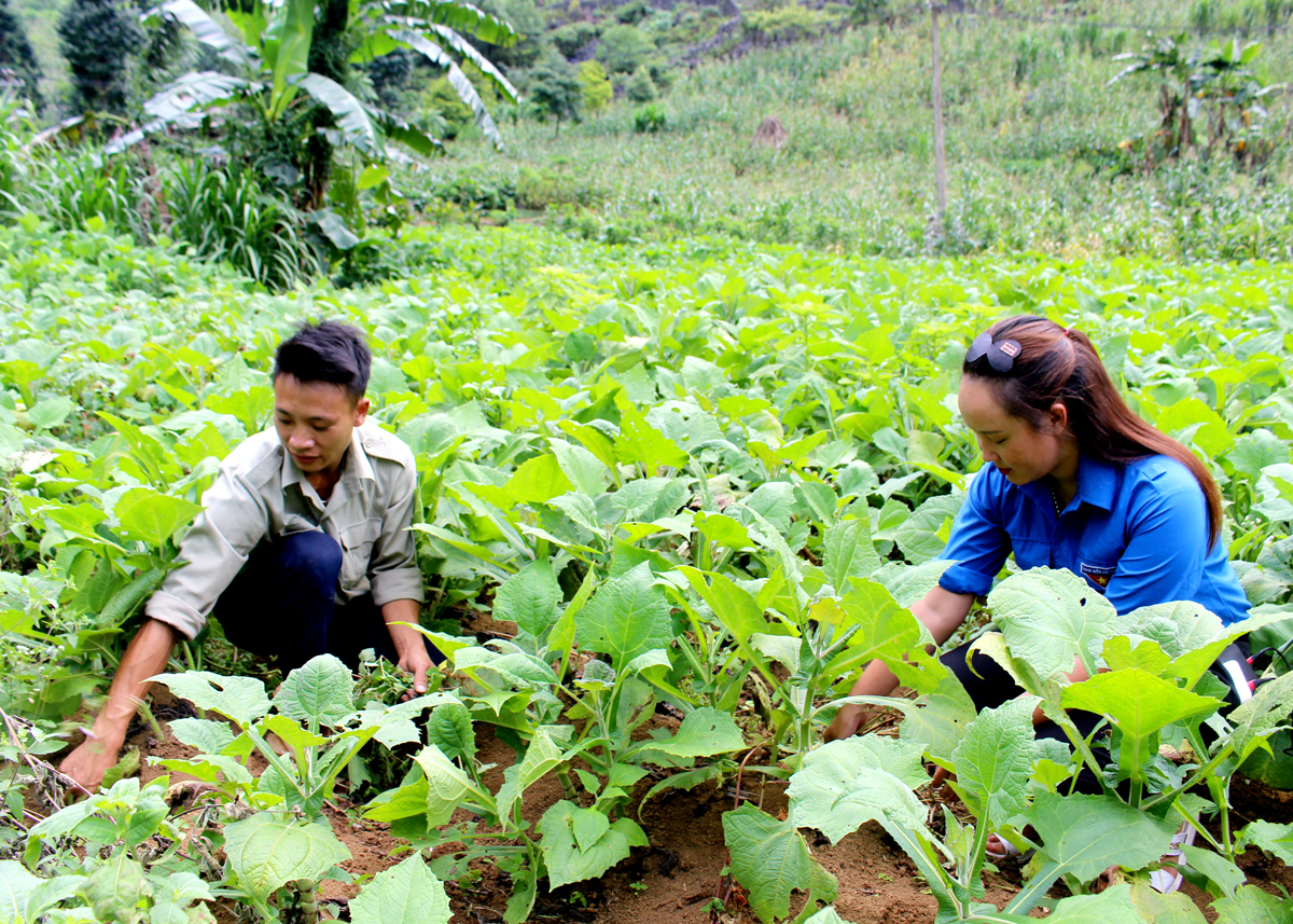 Thụ hưởng từ nguồn hỗ trợ của chương trình MTQG, người dân xã Tả Lủng chuyển đổi cơ cấu cây trồng, nâng cao thu nhập.