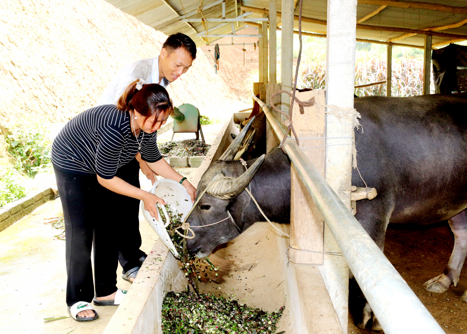 Chăn nuôi đại gia súc giúp gia đình anh Lý Seo Chua, thôn Trung Sơn có nguồn thu nhập hàng trăm triệu đồng/năm.
