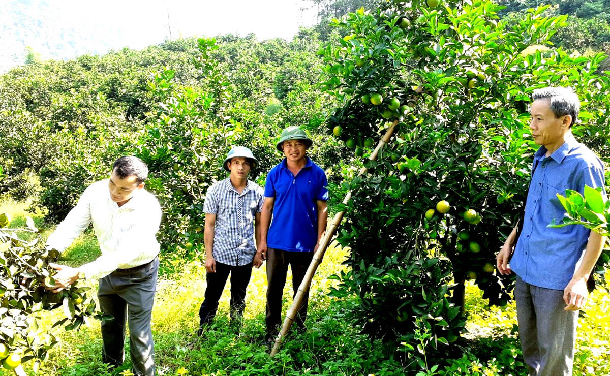 Vừa tích cực xóa bỏ hủ tục, người dân Bắc Quang đẩy mạnh phát triển cây Cam mang lại thu nhập kinh tế cao.