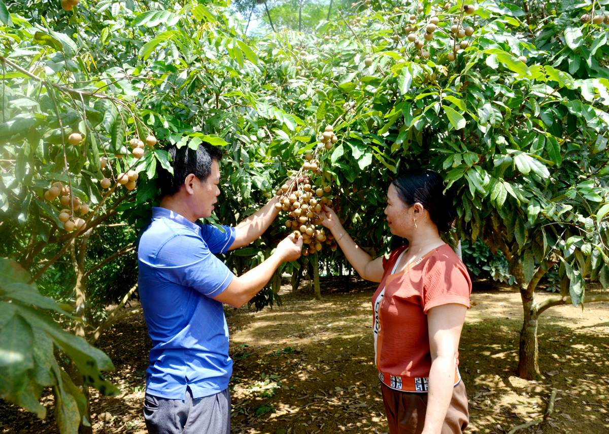 Người dân thôn Hạ Quang, xã Vĩ Thượng chuyển đổi cây trồng có giá trị kinh tế cao.