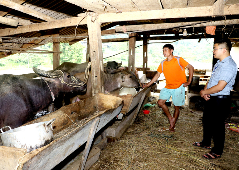 Chăn nuôi trâu sinh sản giúp người dân xã Du Tiến (Yên Minh) nâng cao đời sống.