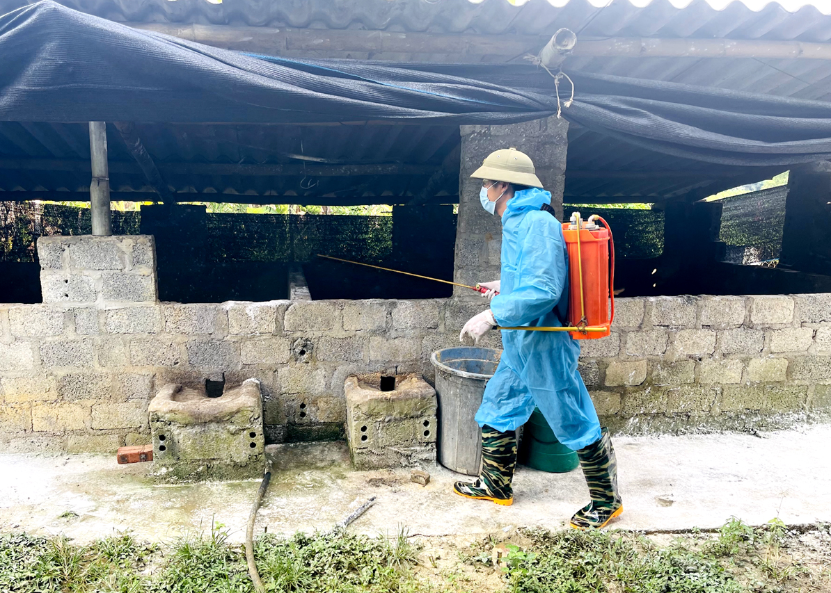 Tiến hành phun tiêu độc khử trùng khu vực chăn nuôi của các hộ dân tại xã Bạch Ngọc (Vị Xuyên).