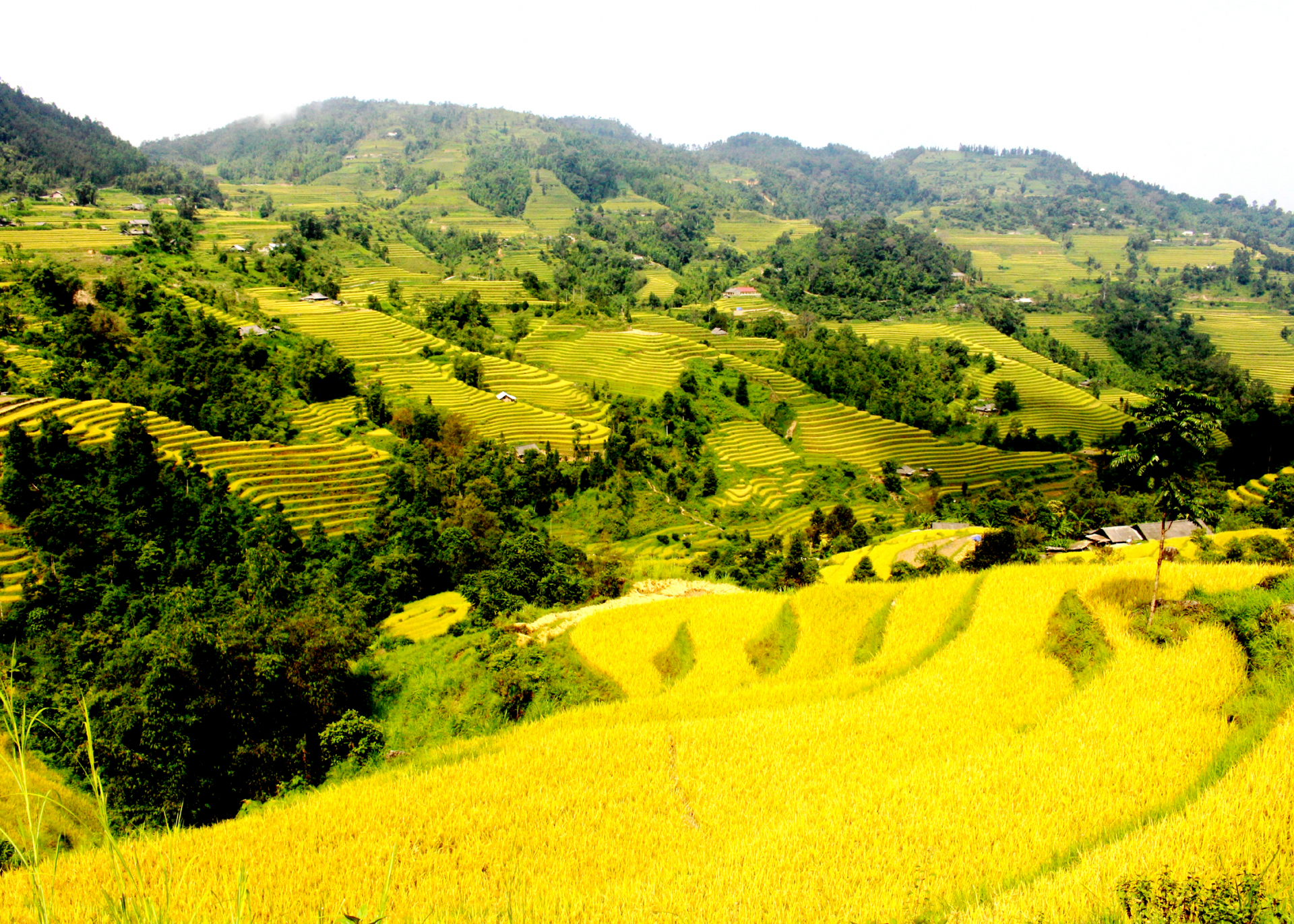 Những thửa ruộng bậc thang đẹp như tranh vẽ của Hoàng Su Phì.
