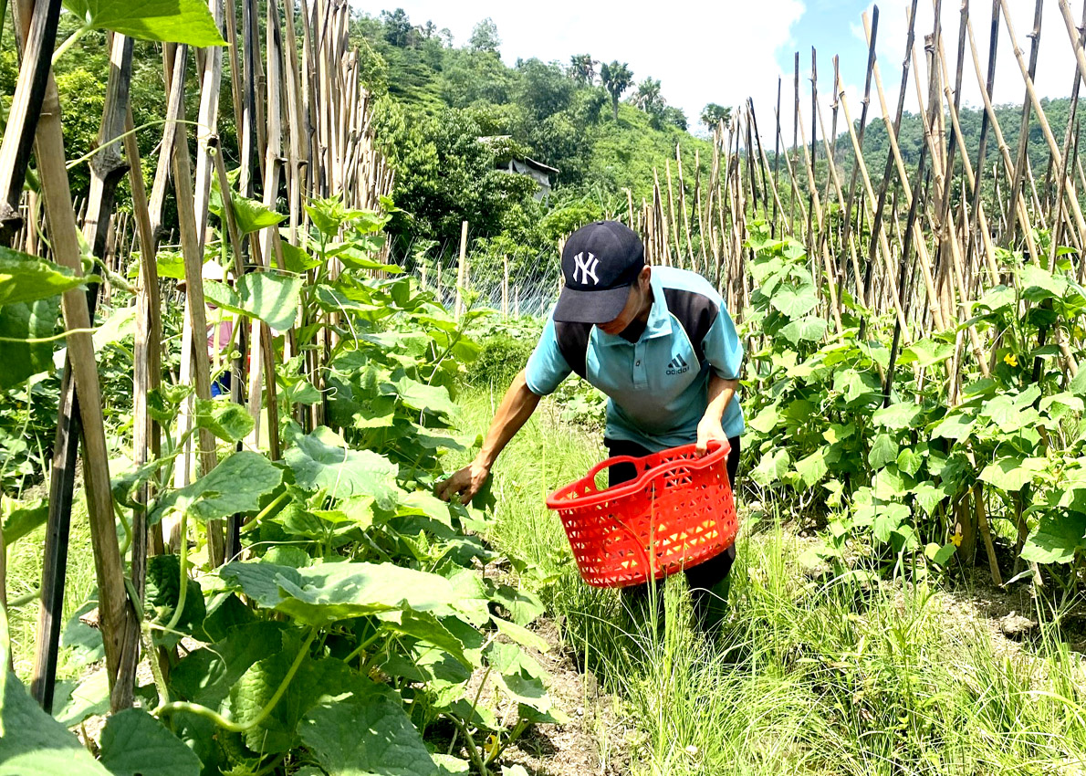 Mô hình trồng Dưa chuột bao tử liên kết với Hợp tác xã Thiên Lộc (Hà Giang) triển khai ở xã Khuôn Lùng và Nà Chì đang phát triển tốt.