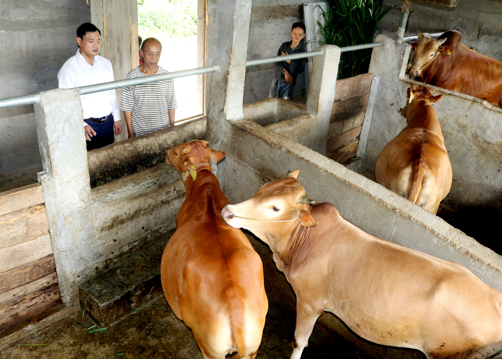 Dự án hỗ trợ phát triển sản xuất chăn nuôi bò Vàng sinh sản gắn với tiêu thụ sản phẩm thôn Bản Bó giúp nâng cao thu nhập cho người dân.