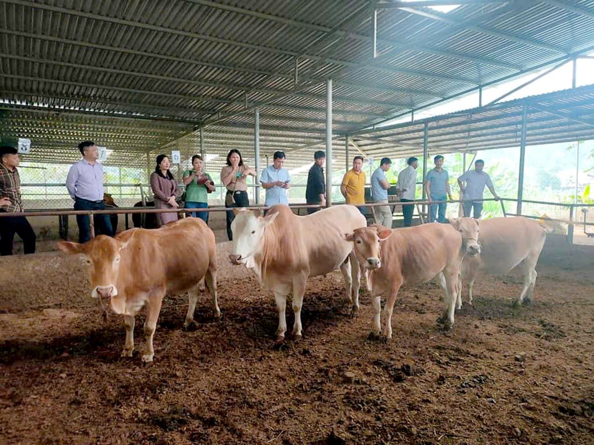 Việc chăn nuôi theo quy trình khép kín tại trang trại đã thu hút nhiều du khách, đặc biệt là du khách Trung Quốc quan tâm, tham quan